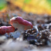 NF-SOOC-September - Day 1:  Little pink toadstools. by vignouse