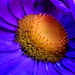 Macro Flower by phil_howcroft