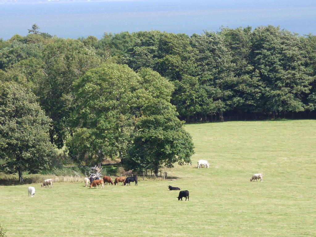 The cattle peacefully grazing in the field  by beryl
