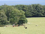 2nd Sep 2014 - The cattle peacefully grazing in the field 