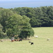 The cattle peacefully grazing in the field  by beryl