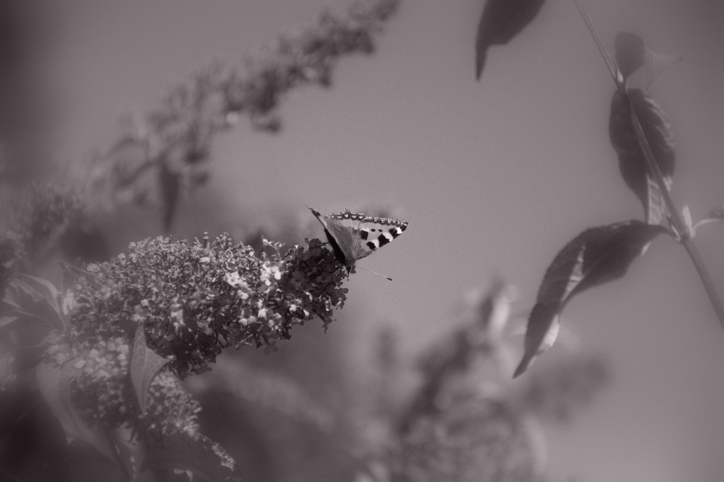Butterfly on buddlea by overalvandaan