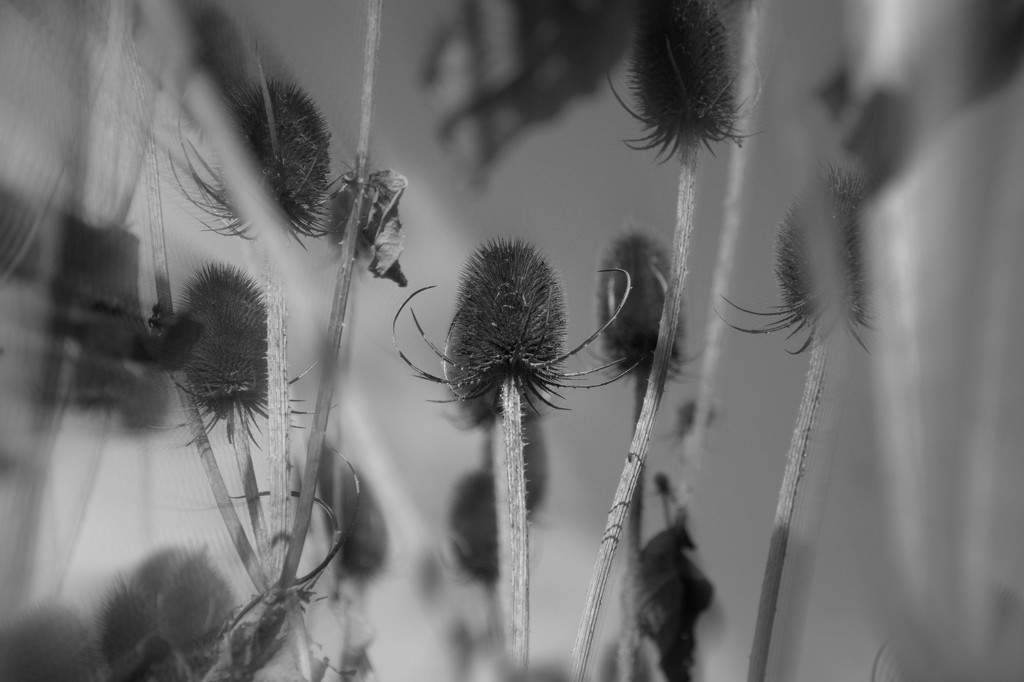 Teasels by overalvandaan