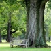 Under the Old Willow Oak by khawbecker