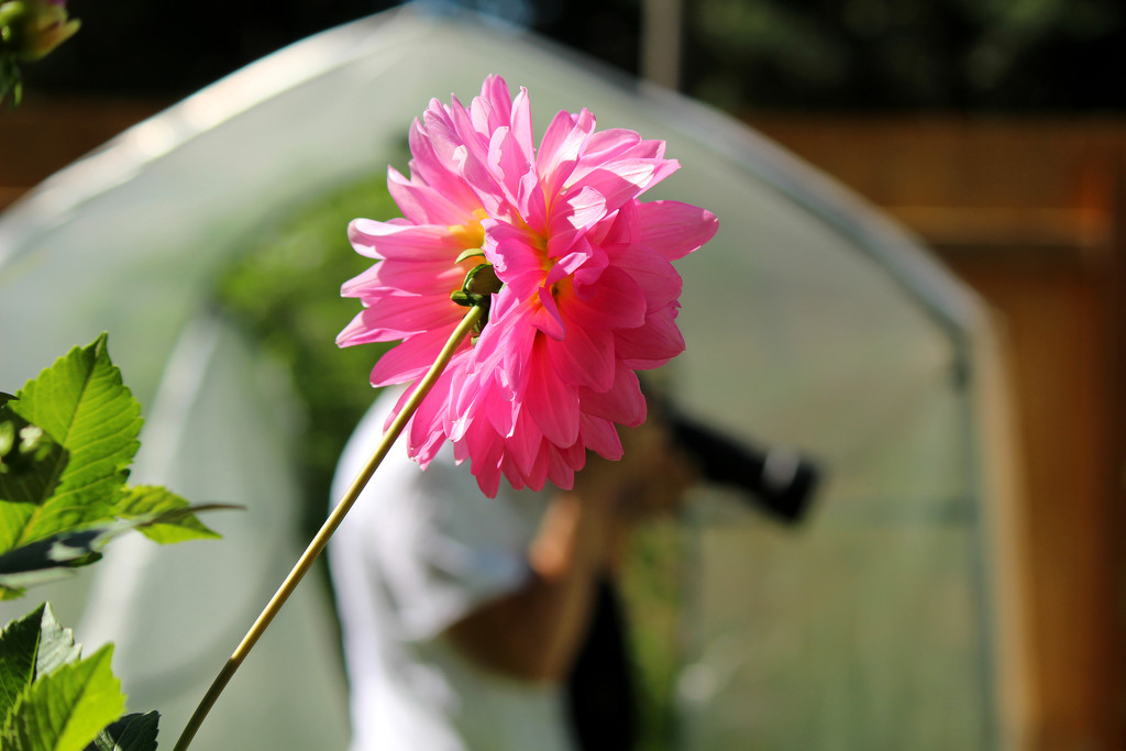 Flower Head Photography by nanderson