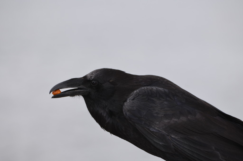 Day 7 - Mooch by ravenshoe