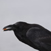 Day 7 - Mooch by ravenshoe