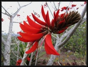 2nd Sep 2014 - Flame tree flower