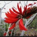 Flame tree flower by kerenmcsweeney
