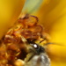 Bee Happy by kerristephens