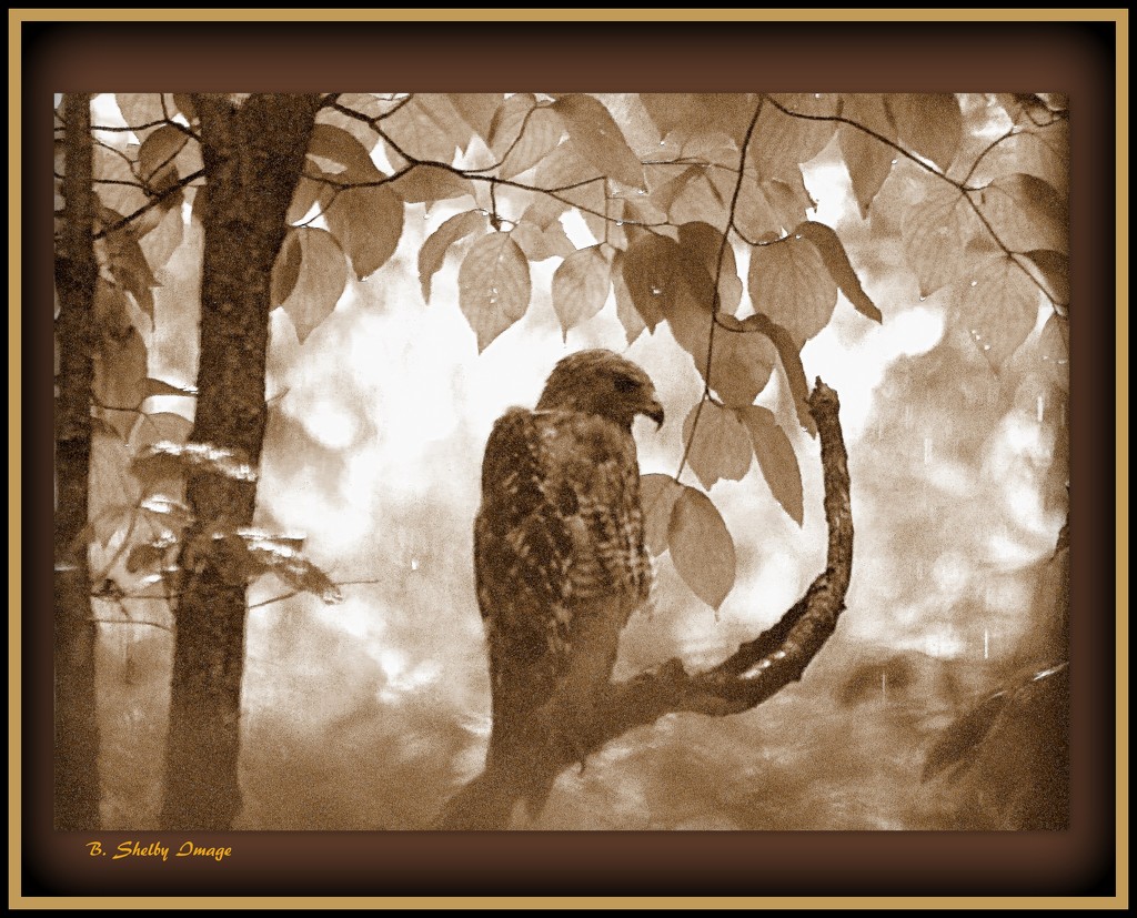  Hawk in Tree by vernabeth