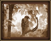2nd Sep 2014 -  Hawk in Tree