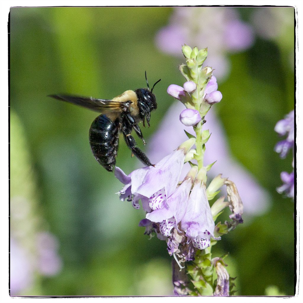Standing Bee by gardencat