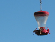 31st Aug 2014 - Hummingbird