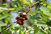1st Sep 2014 - from little acorns grow mighty oaks.