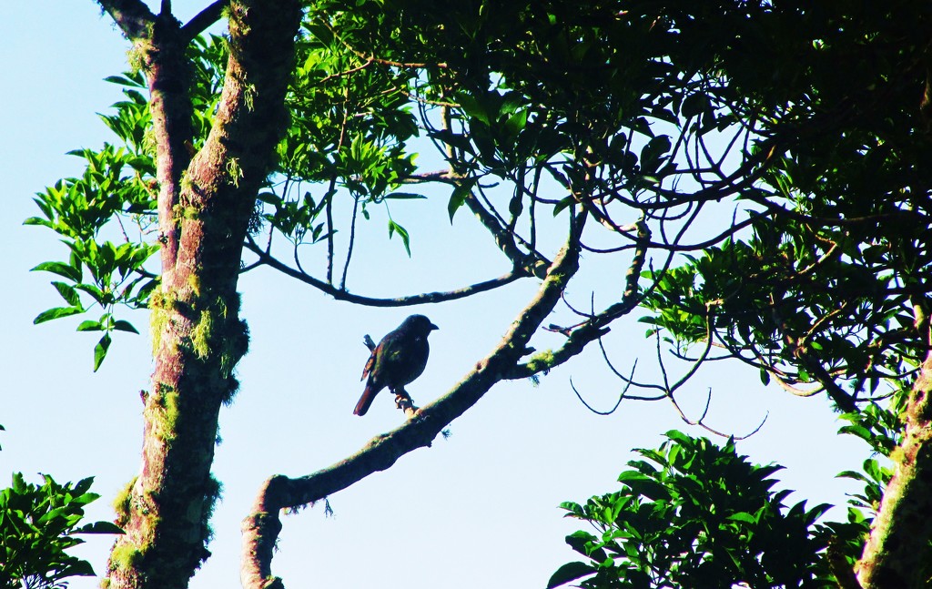 Bird in a high tree. by happysnaps