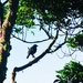 Bird in a high tree. by happysnaps