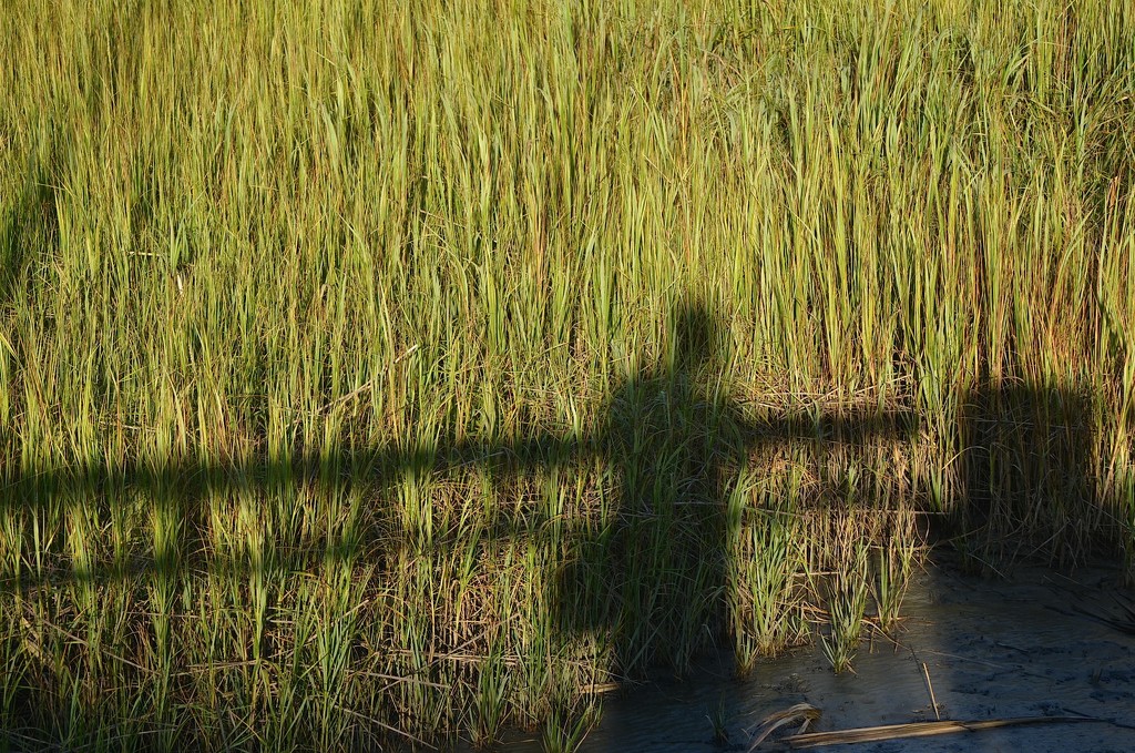 My shadow and marsh, Waterfront Park, Charleston, SC by congaree