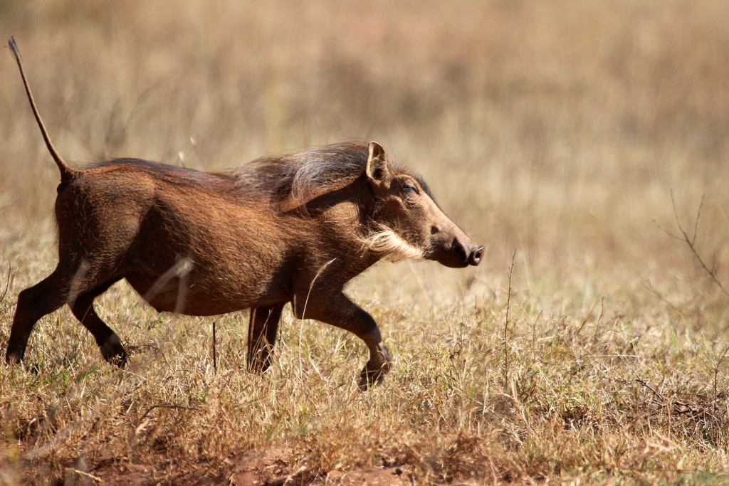 Warthog in a hurry by eleanor
