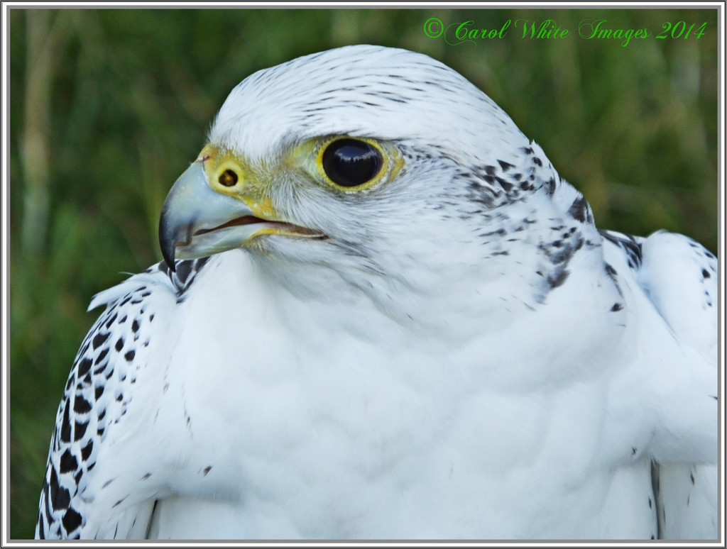 Gyr Saker Falcon Profile by carolmw