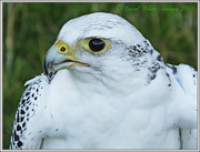 2nd Sep 2014 - Gyr Saker Falcon Profile