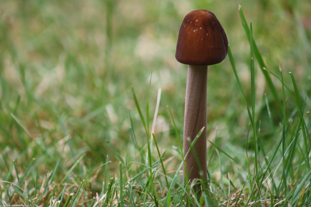 Solitary mushroom by mittens