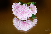 2nd Sep 2014 - Chrysanthemum on mirror