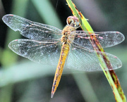 2nd Sep 2014 - New dragonfly for me