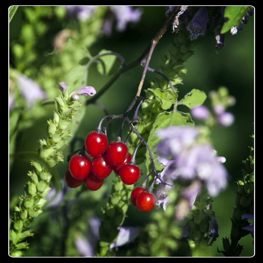 The berries look luscious... by gardencat
