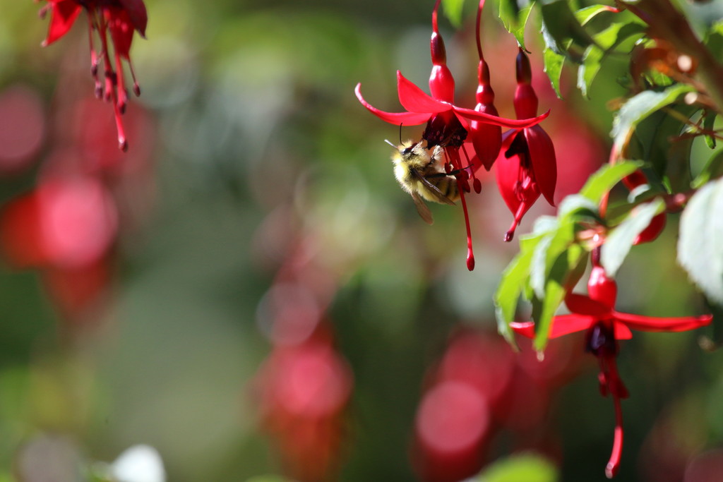 Fuchsia Bee by kimmer50
