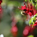 Fuchsia Bee by kimmer50