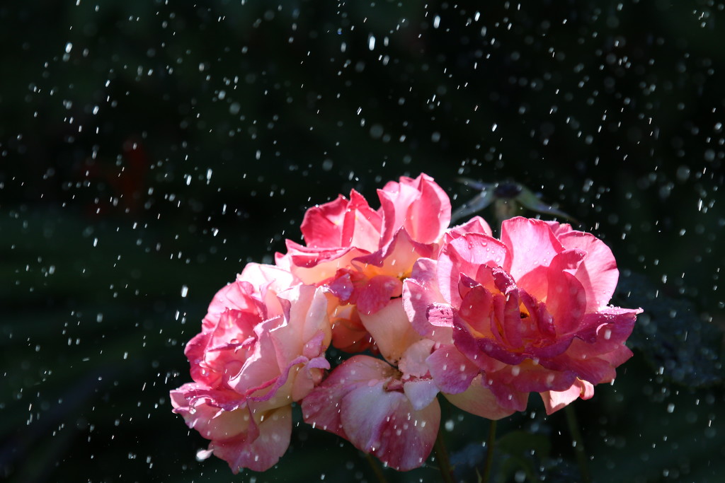 More Drops on Roses by kimmer50