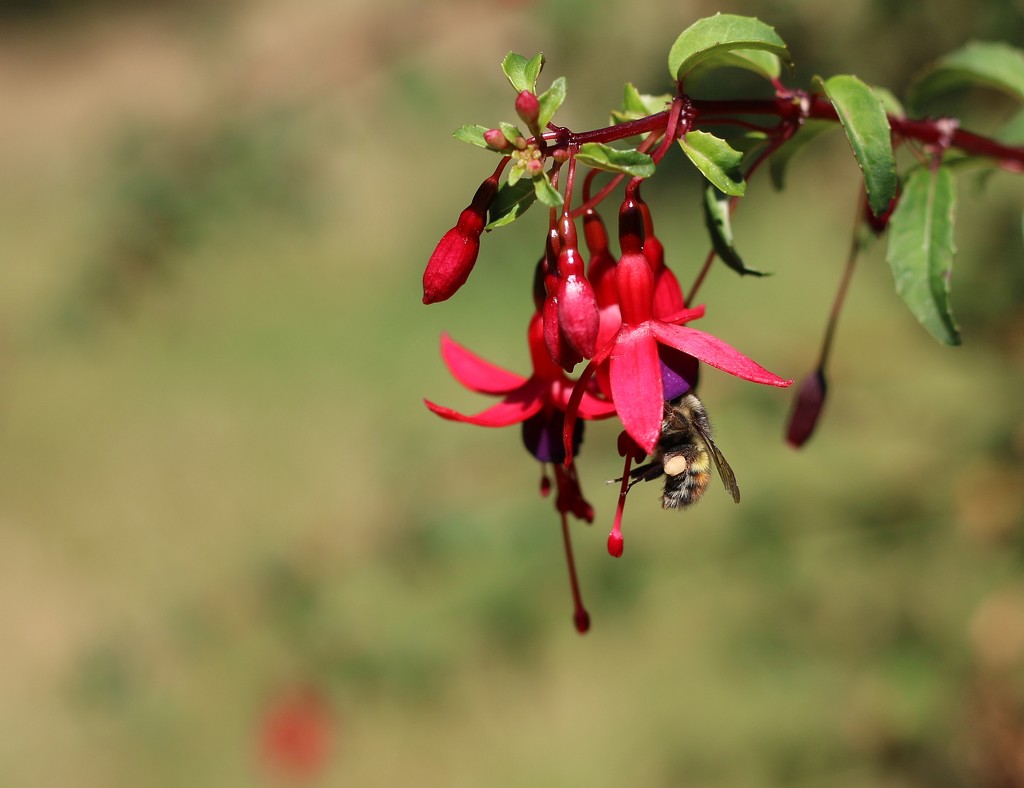 Another Fuchsia Bee by kimmer50