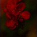 Geraniums by lstasel