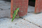 2nd Sep 2014 - NF-SOOC-September - Day 2: Grasshopper