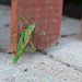 NF-SOOC-September - Day 2: Grasshopper by vignouse