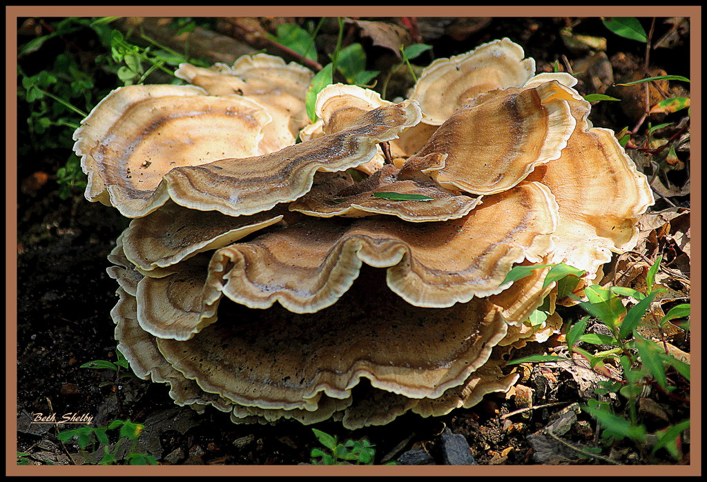 Fancy Fungi by vernabeth