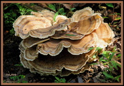3rd Sep 2014 - Fancy Fungi