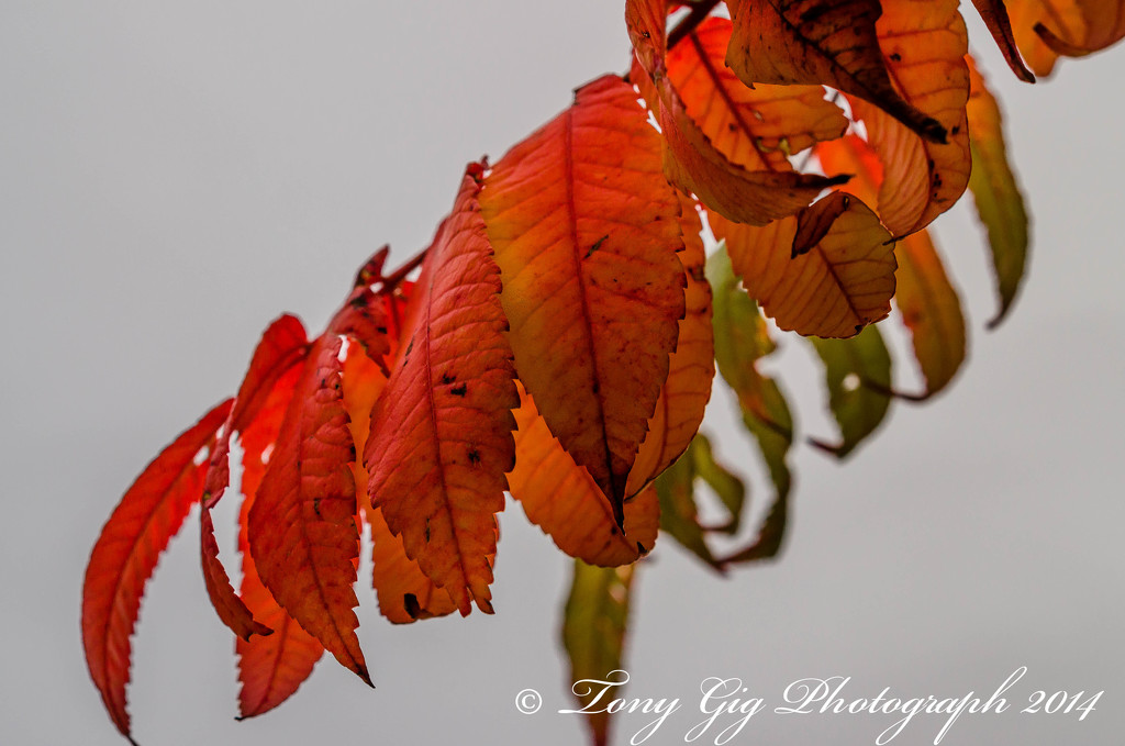 Autumn colours by tonygig