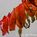 Autumn colours by tonygig
