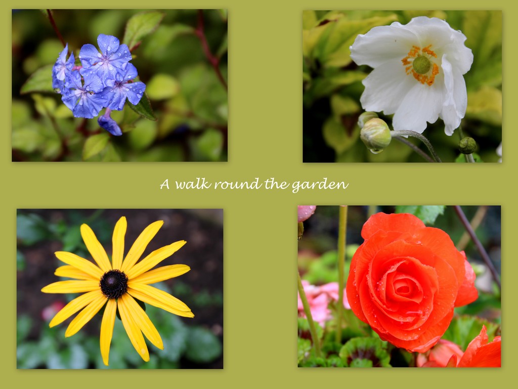 garden flowers by busylady