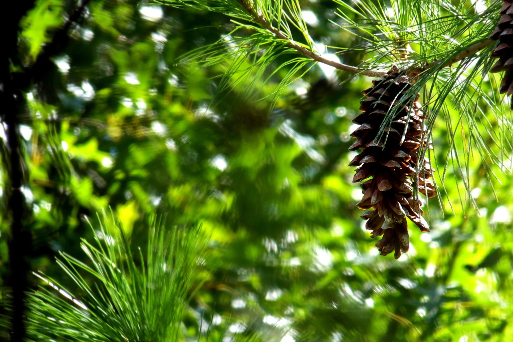 Pretty In Pine Cones by linnypinny