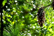 2nd Sep 2014 - Pretty In Pine Cones