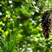 Pretty In Pine Cones by linnypinny