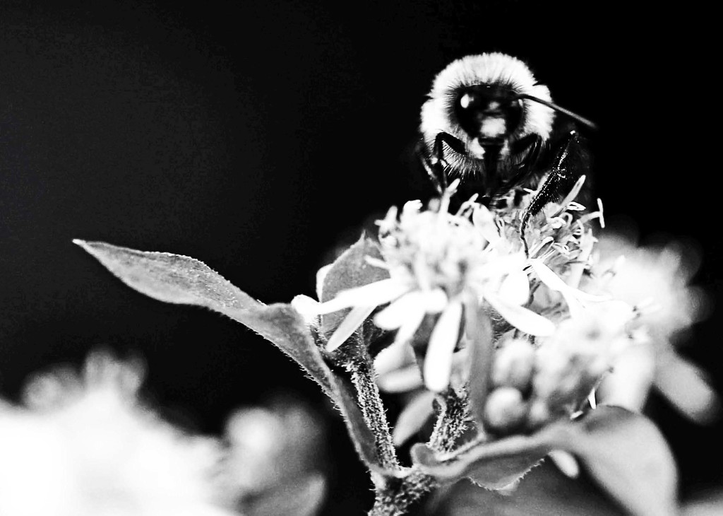 Bee in Black and White  by mzzhope