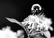 2nd Sep 2014 - Bee in Black and White 