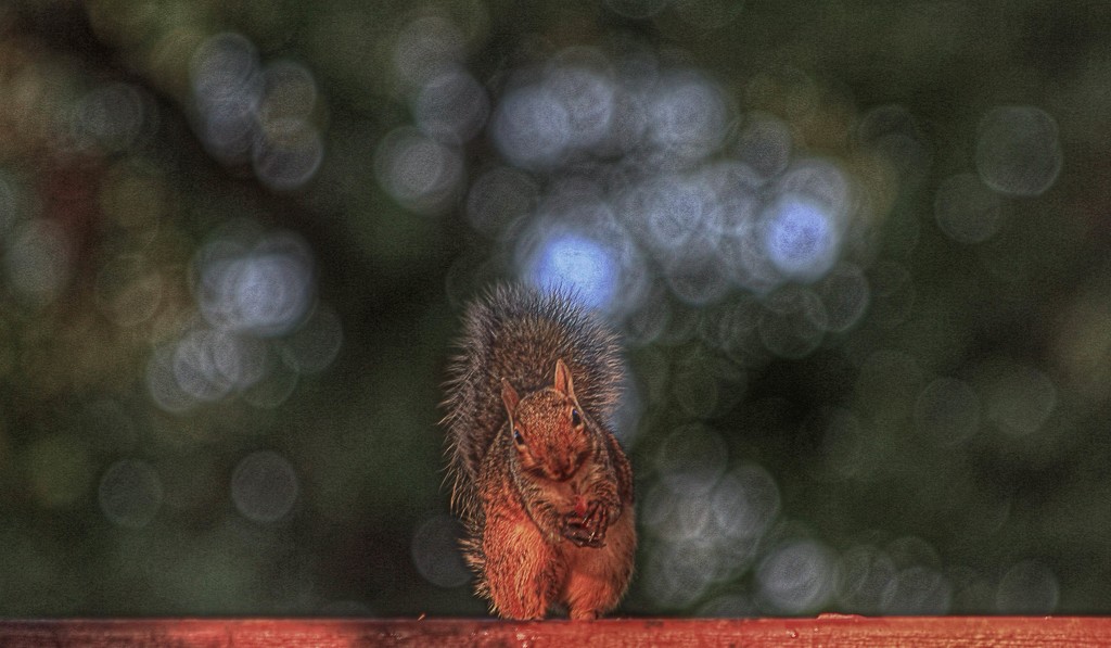 What... the end of summer?  Nuts!!! by sbolden
