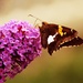 Butterfly by digitalrn