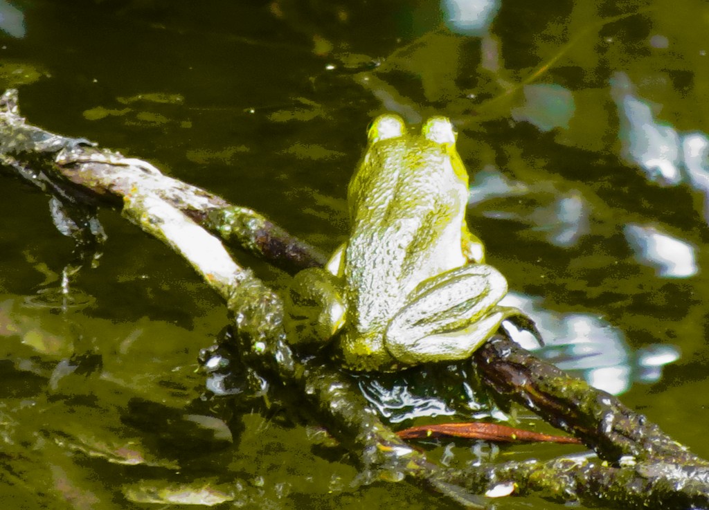 Frog Sitting by juliedduncan