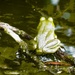 Frog Sitting by juliedduncan